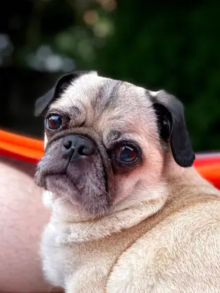 Annie, a pug