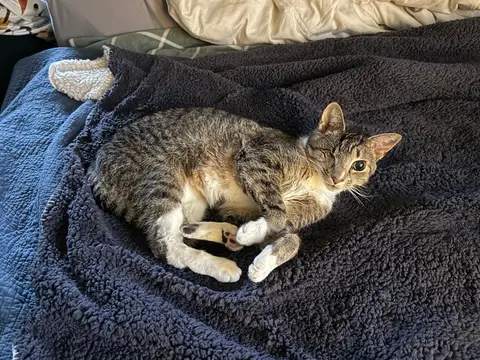Buccal, a tabby cat, on a blanket