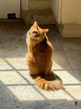 Cheddar, an orange medium hair cat, in a square of sun