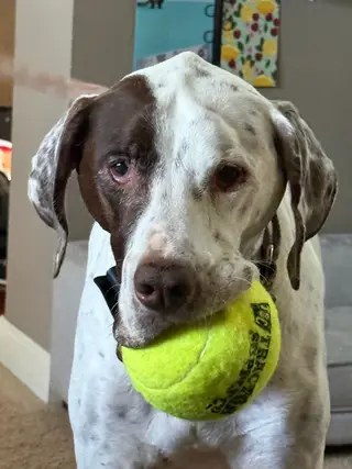 Rudy, a pointer, with a tennis ball